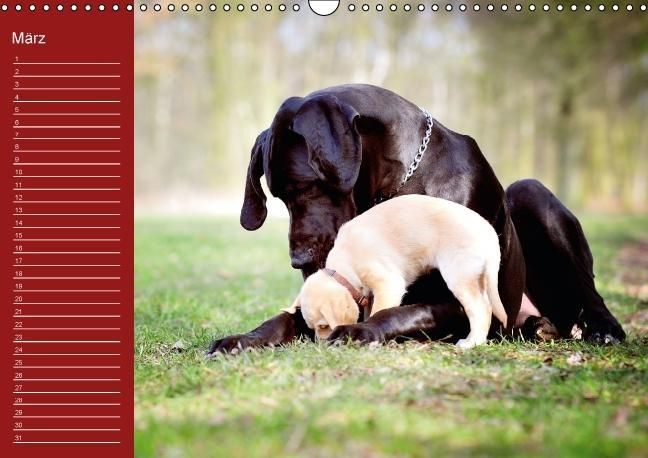Produktbild: Deutsche Doggen / Geburtstagskalender (Wandkalender immerw&auml;hrend DIN A3 quer)