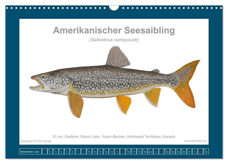 Produktbild: Fisch als Kunst 2026: Amerikanische Saiblinge (Wandkalender 2026 DIN A3 quer), CALVENDO Monatskalender