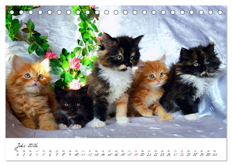 Produktbild: Katzenparade (Tischkalender 2026 DIN A5 quer), CALVENDO Monatskalender
