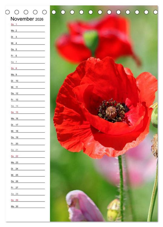 Produktbild: Mohn, zarte Bl&uuml;ten, starke Farben, der Geburtstagskalender (Tischkalender 2026 DIN A5 hoch), CALVENDO Monatskalender