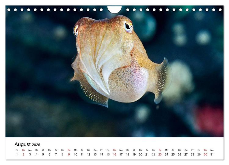 Produktbild: Fischzauber - Wundervolle Aquarienfische (Wandkalender 2026 DIN A4 quer), CALVENDO Monatskalender