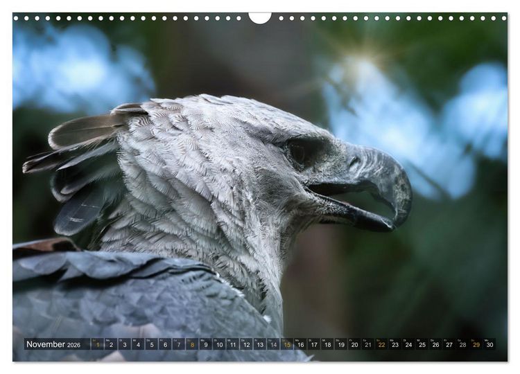 Produktbild: Imposante Vogelportr&auml;ts (Wandkalender 2026 DIN A3 quer), CALVENDO Monatskalender