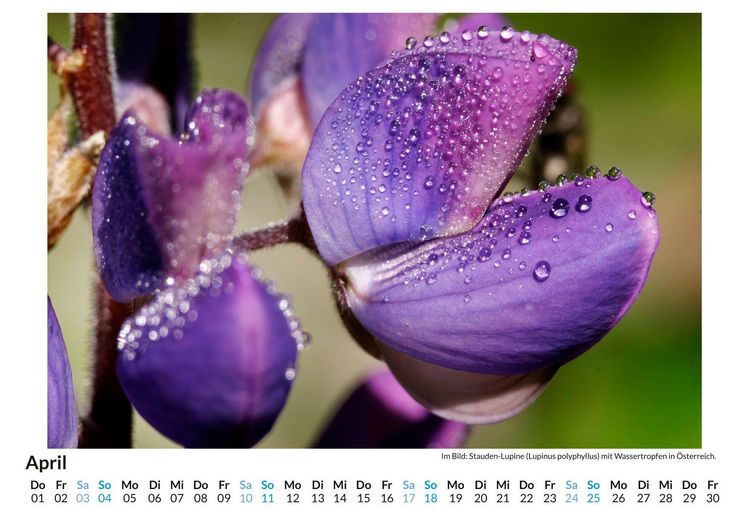 Produktbild: Lupinen
