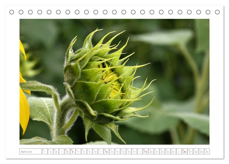 Produktbild: Sonnentage 2026 (Tischkalender 2026 DIN A5 quer), CALVENDO Monatskalender