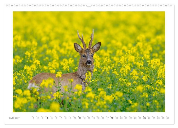Produktbild: Un an avec des chevreuils (Calendrier mural 2027 DIN A2 vertical), CALVENDO calendrier mensuel