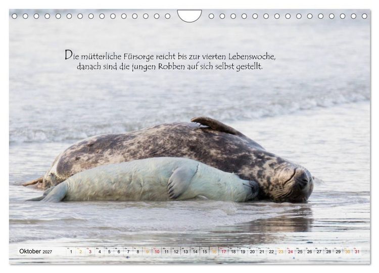 Produktbild: Kegelrobben auf der Insel D&uuml;ne (Wandkalender 2027 DIN A4 quer), CALVENDO Monatskalender