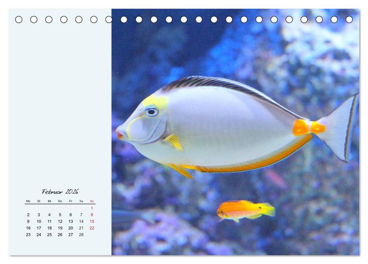 Produktbild: Salzwasseraquarium. Meeresfische im heimischen Wohnzimmer (Tischkalender 2026 DIN A5 quer), CALVENDO Monatskalender