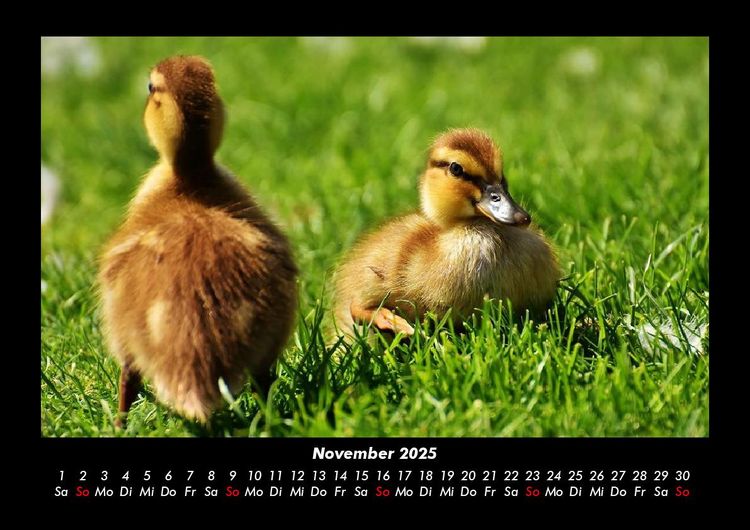 Produktbild: Enten 2025 Fotokalender DIN A3