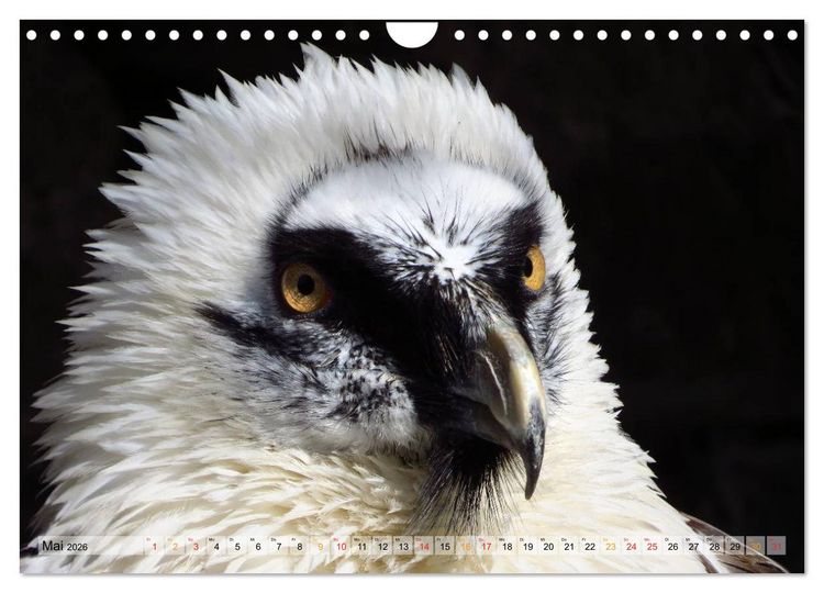 Produktbild: Majest&auml;tische Greifv&ouml;gel (Wandkalender 2026 DIN A4 quer), CALVENDO Monatskalender
