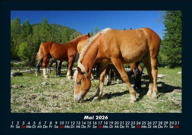 Produktbild: Die Welt der Pferde 2026 Fotokalender DIN A5