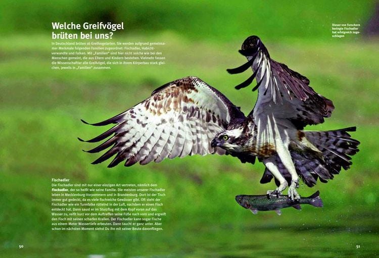 Produktbild: Entdecke die Greifv&ouml;gel