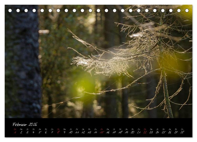 Produktbild: Hochmoor Hohes Venn (Tischkalender 2026 DIN A5 quer), CALVENDO Monatskalender