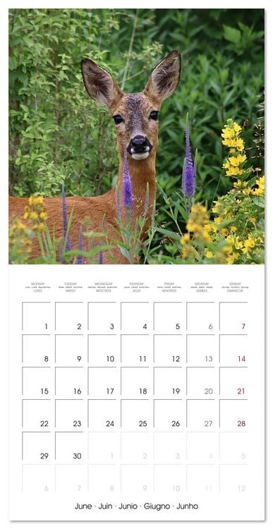 Produktbild: WILD GARDEN ANIMALS (Wall Calendar 2026 12 &times; 12 Inch) CALVENDO 12 Month Wall Calendar