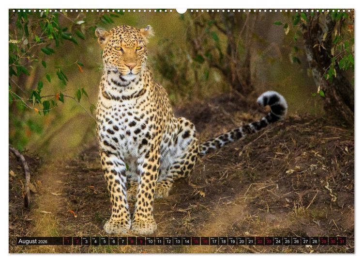 Produktbild: Leopards in the wild (High Quality Premium Wall Calendar 2026 DIN A2 landscape),CALVENDO 12 Month Wall Calendar
