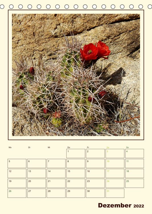 Produktbild: Wilde Kakteen Amerikas (Tischkalender 2022 DIN A5 hoch)