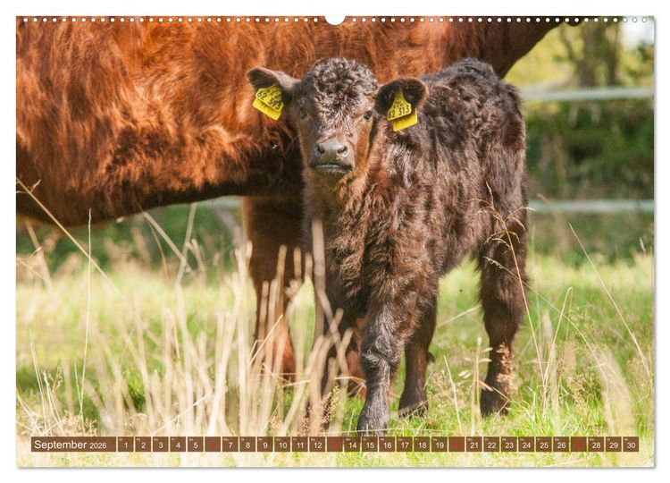 Produktbild: Galloway K&auml;lbchen - Liebenswert und lockig (Wandkalender 2026 DIN A2 quer), CALVENDO Monatskalender