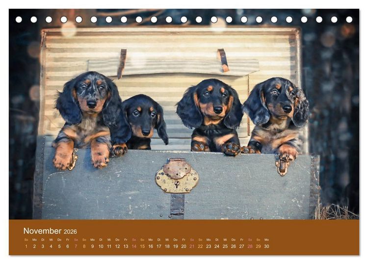 Produktbild: Der Dackel (Tischkalender 2026 DIN A5 quer), CALVENDO Monatskalender