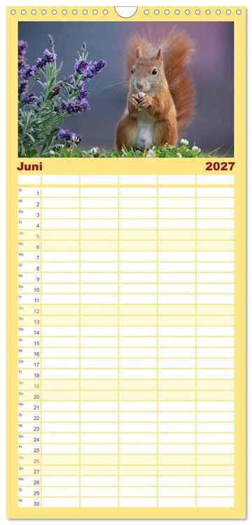 Produktbild: Familienplaner 2027 - Eichh&ouml;rnchen in zauberhaften Posen mit 5 Spalten (Wandkalender, 21 x 45 cm) CALVENDO