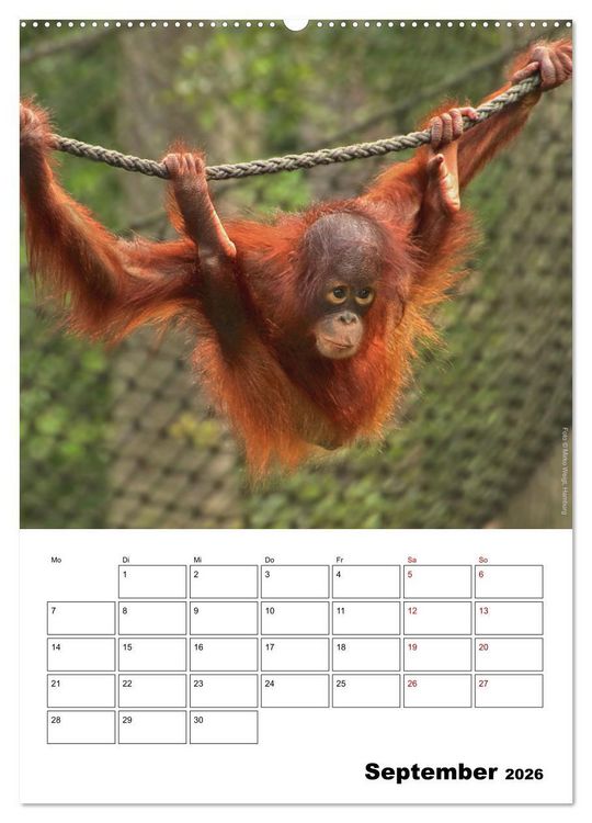 Produktbild: Augenblick der Affen 2026 (hochwertiger Premium Wandkalender 2026 DIN A2 hoch), Kunstdruck in Hochglanz