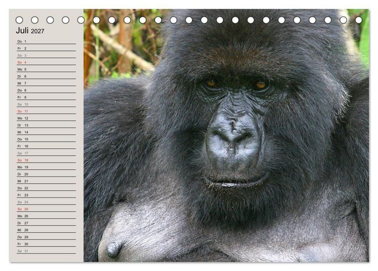 Produktbild: Berggorillas - die sanften Riesen (Tischkalender 2027 DIN A5 quer), CALVENDO Monatskalender
