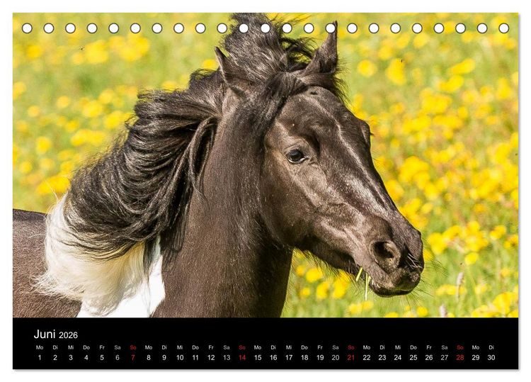 Produktbild: Pferde Tr&auml;ume (Tischkalender 2026 DIN A5 quer), CALVENDO Monatskalender