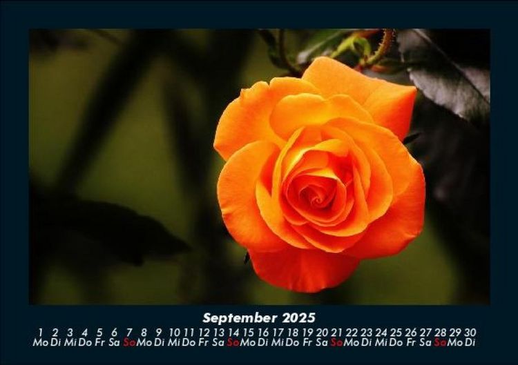 Produktbild: Blumentr&auml;ume 2025 Fotokalender DIN A5