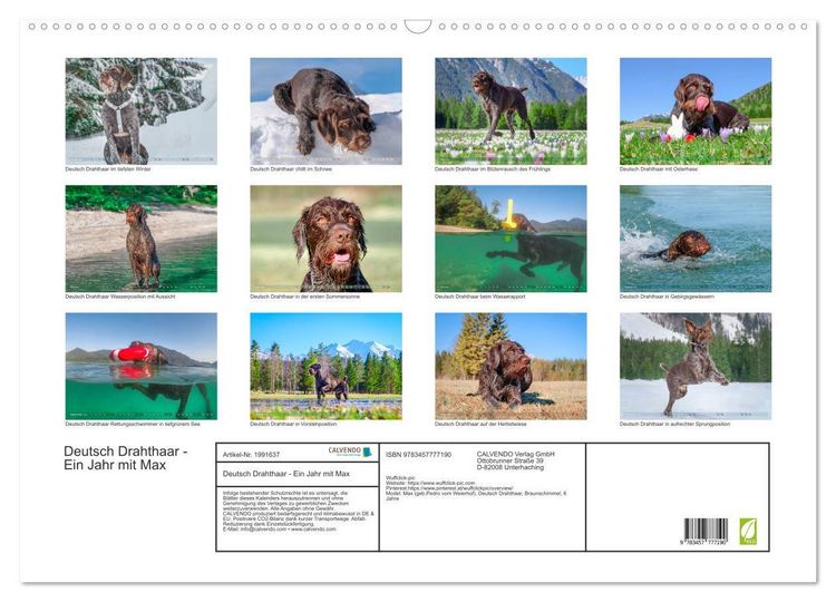 Produktbild: Deutsch Drahthaar - Ein Jahr mit Max (Wandkalender 2026 DIN A2 quer), CALVENDO Monatskalender