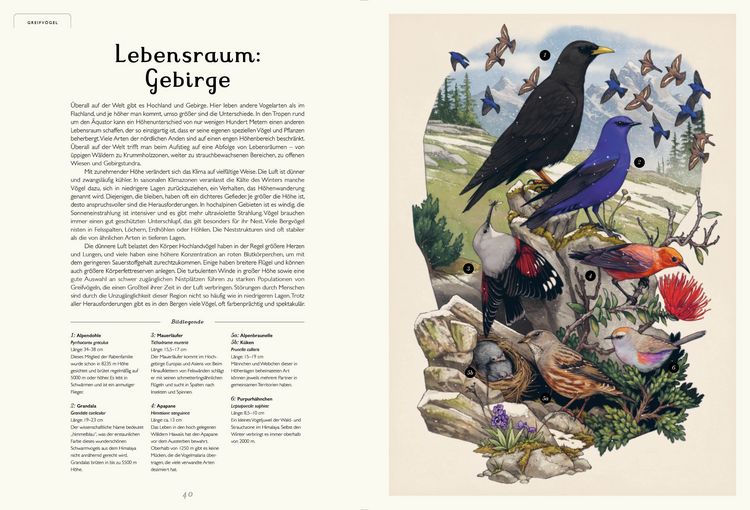 Produktbild: Das Museum der V&ouml;gel