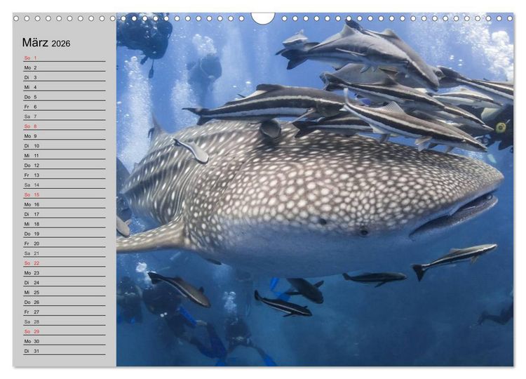 Produktbild: Haie (Wandkalender 2026 DIN A3 quer), CALVENDO Monatskalender