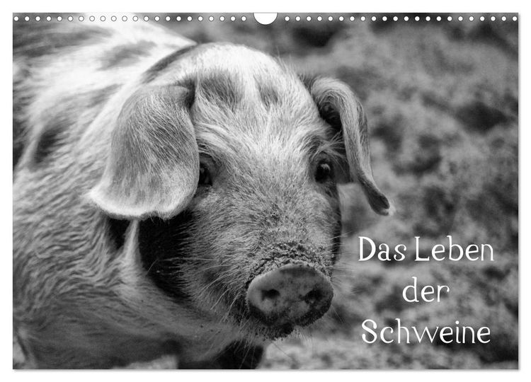 Produktbild: Das Leben der Schweine (Wandkalender 2026 DIN A3 quer), CALVENDO Monatskalender