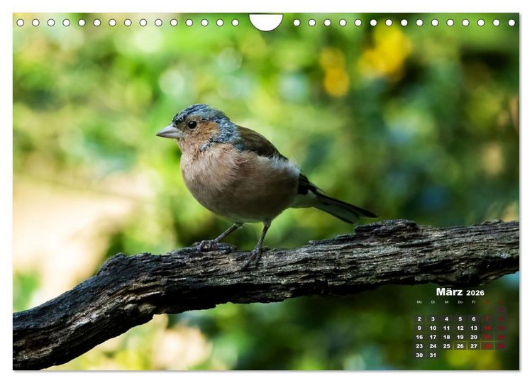 Produktbild: V&ouml;gel in heimischen W&auml;ldern (Wandkalender 2026 DIN A4 quer), CALVENDO Monatskalender