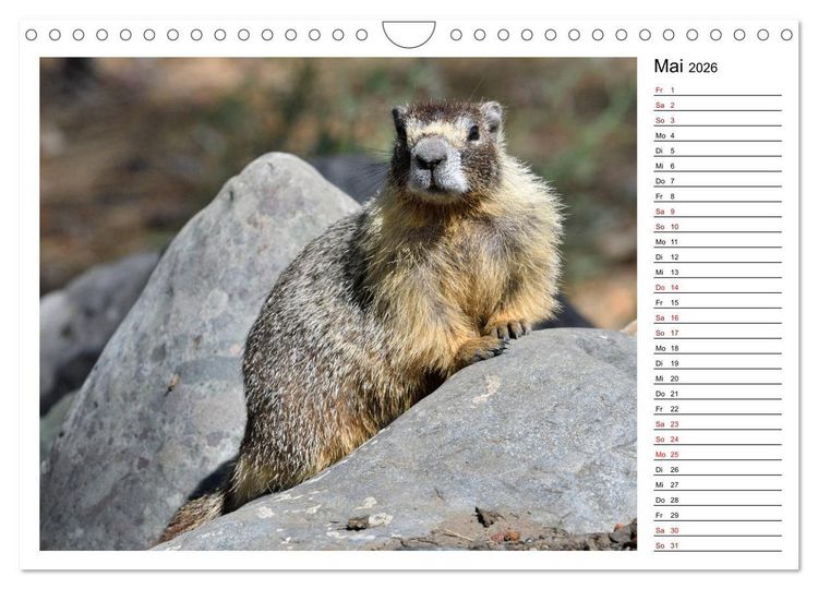 Produktbild: Murmeltiere in Nordamerika (Wandkalender 2026 DIN A4 quer), CALVENDO Monatskalender