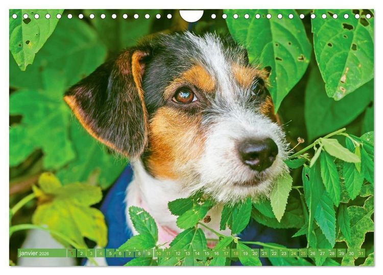 Produktbild: Jack Russell Terrier : vif et joueur (Calendrier mural 2026 DIN A4 vertical), CALVENDO calendrier mensuel