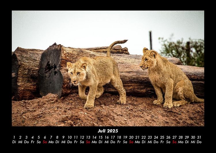 Produktbild: L&ouml;wen in der Wildnis 2025 Fotokalender DIN A3