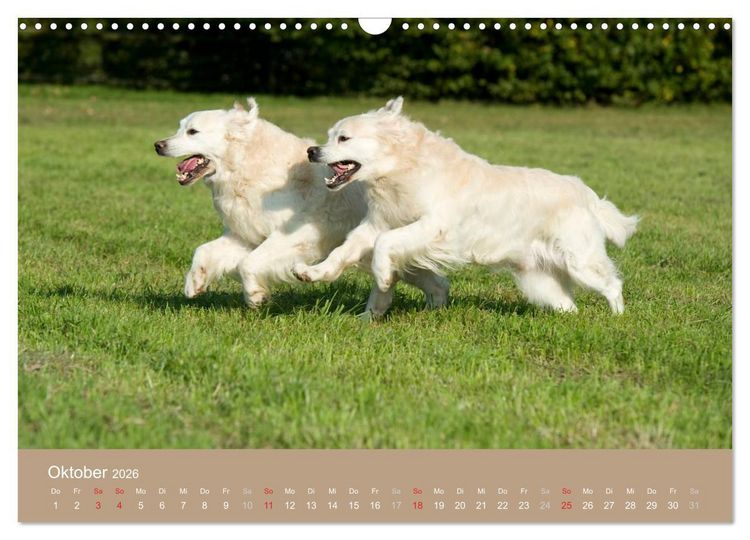 Produktbild: Golden Retriever (Wandkalender 2026 DIN A3 quer), CALVENDO Monatskalender