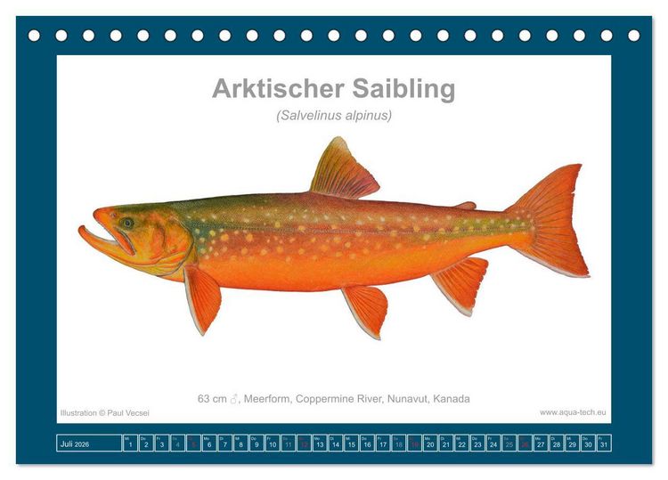 Produktbild: Fisch als Kunst 2026: Amerikanische Saiblinge (Tischkalender 2026 DIN A5 quer), CALVENDO Monatskalender
