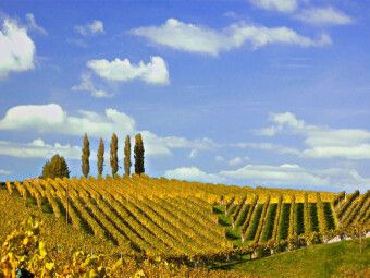 Produktbild: CALVENDO Puzzle Weinberg im Gebiet von Glanz in der S&uuml;dsteiermark | 1000 Teile Lege-Gr&ouml;&szlig;e 64x48cm Foto-Puzzle f&uuml;r gl&uuml;ckliche Stunden