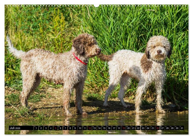 Produktbild: Lagotto Romagnolo - Italienischer Tr&uuml;ffelhund (hochwertiger Premium Wandkalender 2026 DIN A2 quer), Kunstdruck in Hochglanz