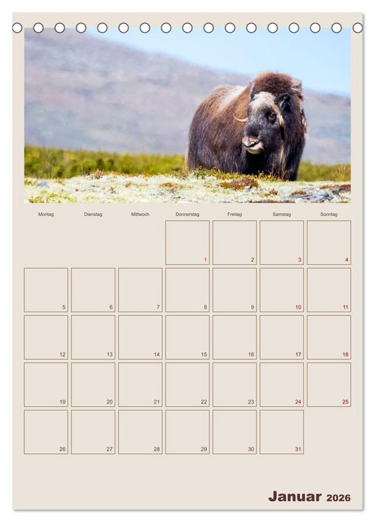 Produktbild: Moschusochsen - Norwegens gem&uuml;tliche Riesen (Tischkalender 2026 DIN A5 hoch), CALVENDO Monatskalender