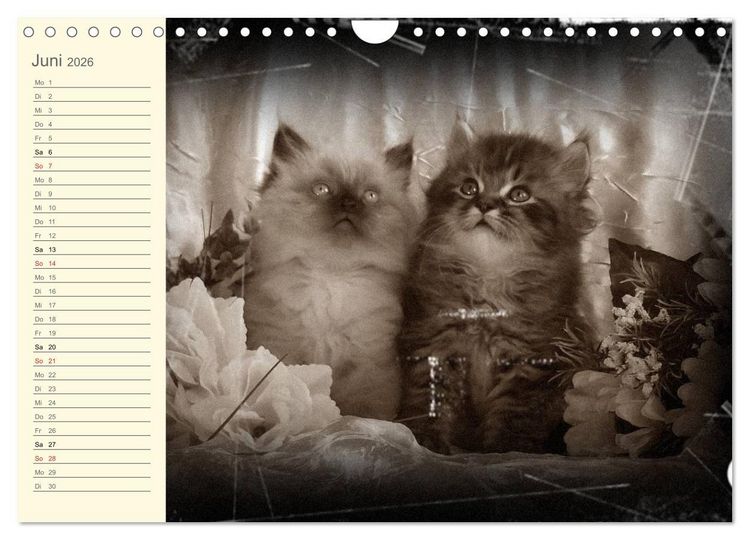 Produktbild: Oma's Katzenkalender 2026 (Wandkalender 2026 DIN A4 quer), CALVENDO Monatskalender
