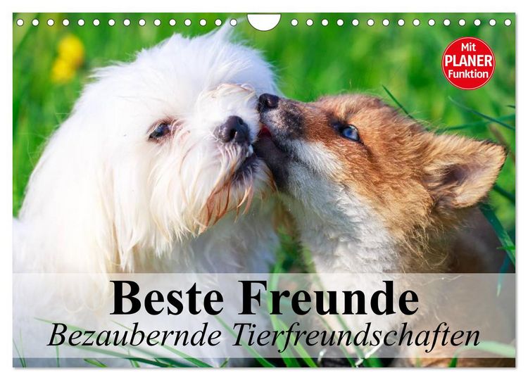 Produktbild: Beste Freunde. Bezaubernde Tierfreundschaften (Wandkalender 2026 DIN A4 quer), CALVENDO Monatskalender