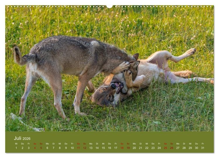 Produktbild: unter W&ouml;lfen (Wandkalender 2026 DIN A2 quer), CALVENDO Monatskalender