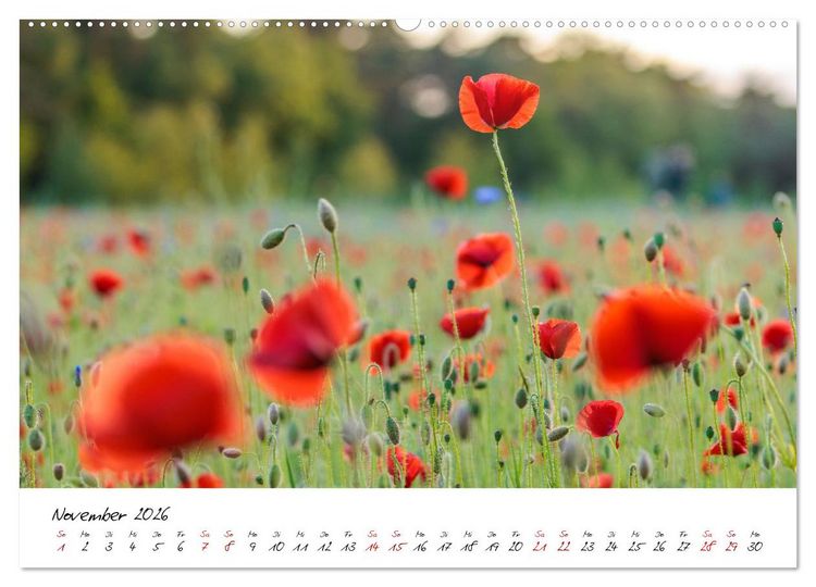 Produktbild: Mohnwiesen (Wandkalender 2026 DIN A2 quer), CALVENDO Monatskalender