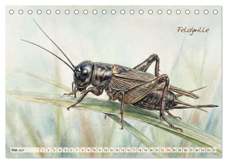 Produktbild: Kleine Wunder in Aquarell - Heimische Insekten kunstvoll illustriert (Tischkalender 2027 DIN A5 quer), CALVENDO Monatskalender