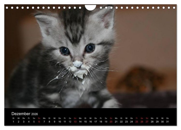 Produktbild: geliebte Katzen - auf Samtpfoten durchs Jahr (Wandkalender 2026 DIN A4 quer), CALVENDO Monatskalender