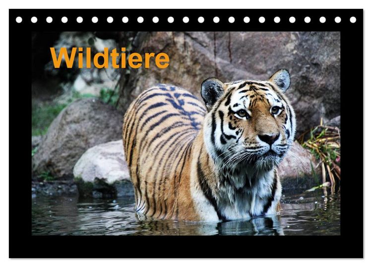 Produktbild: Wildtiere (Tischkalender 2026 DIN A5 quer), CALVENDO Monatskalender