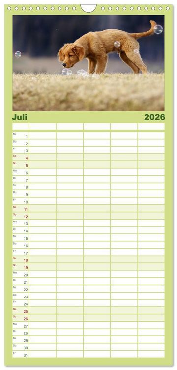 Produktbild: Familienplaner 2026 - Chesley Kleiner Hund grosse Abenteuer mit 5 Spalten (Wandkalender, 21 x 45 cm) CALVENDO