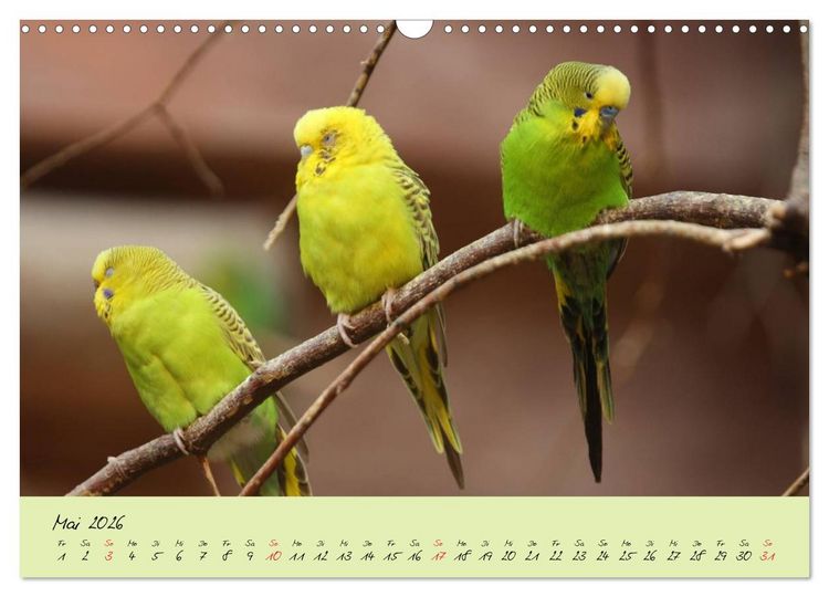 Produktbild: Wellensittiche - Gefiederte Freunde (Wandkalender 2026 DIN A3 quer), CALVENDO Monatskalender