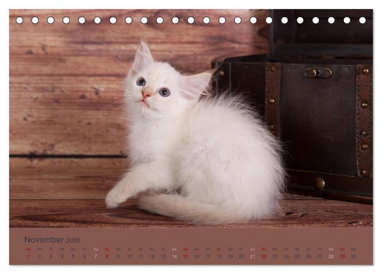 Produktbild: Flauschige Ragdoll Kitten (Tischkalender 2026 DIN A5 quer), CALVENDO Monatskalender