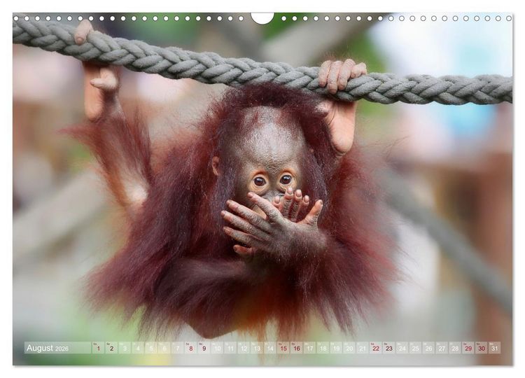 Produktbild: Tierisch BEWEGENDE Momente (Wandkalender 2026 DIN A3 quer), CALVENDO Monatskalender